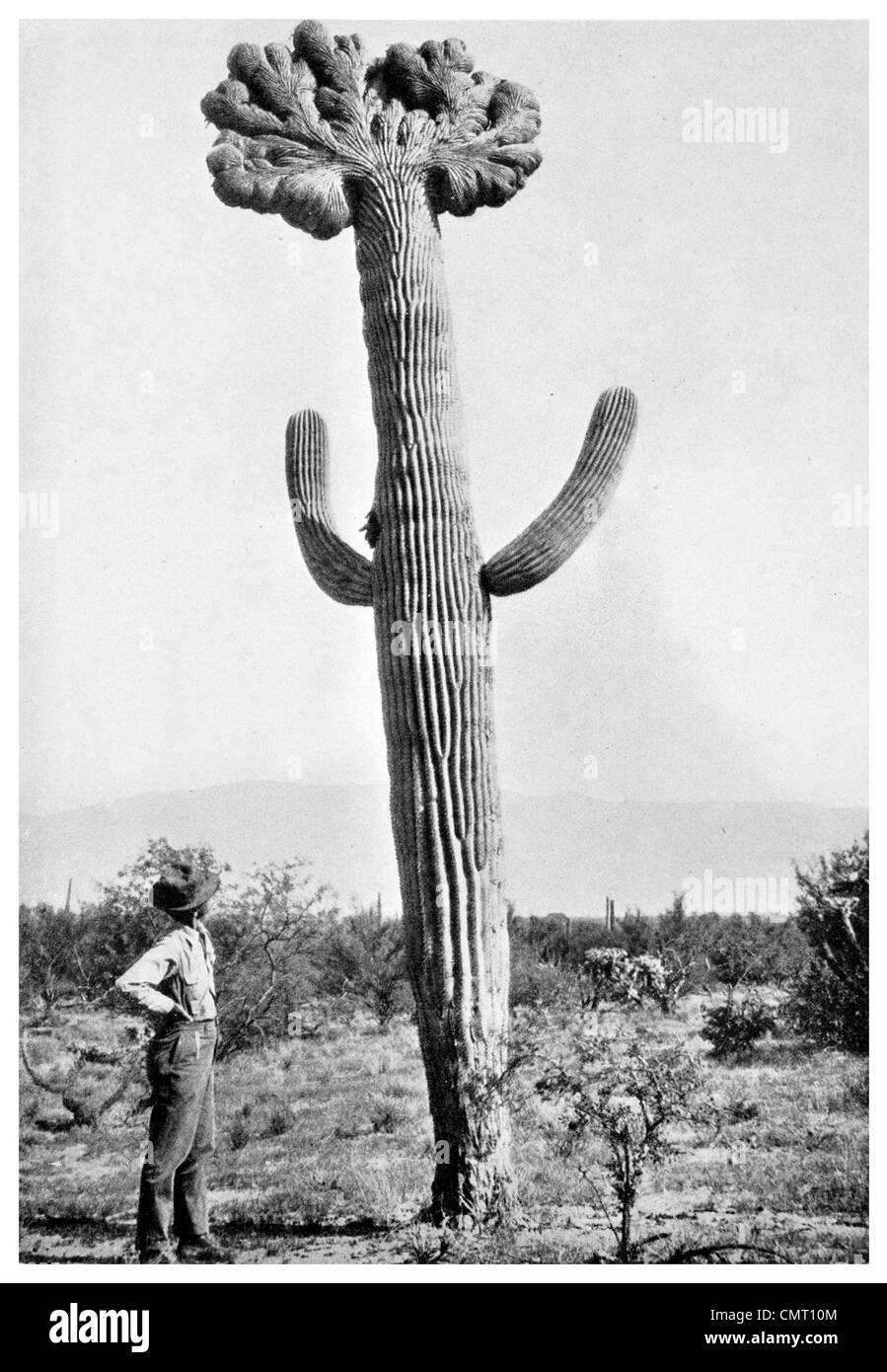 1924-Krebs-Kaktus Stockfoto