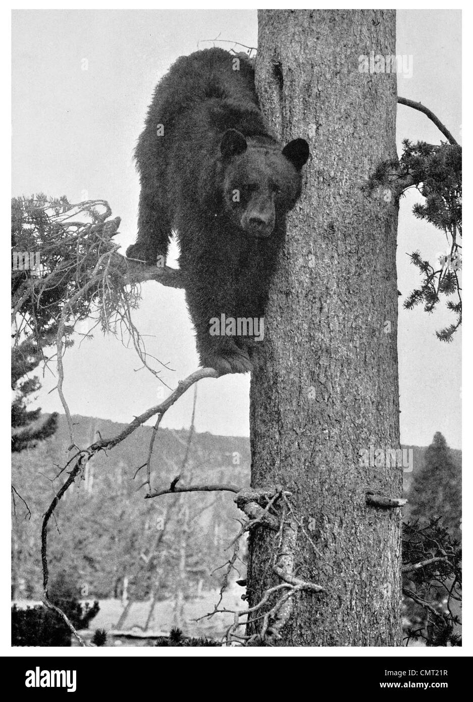 1924 Yellowstone National Park Wild Schwarzbär Ursus Americanus Vereinigte Staaten Amerika Stockfoto