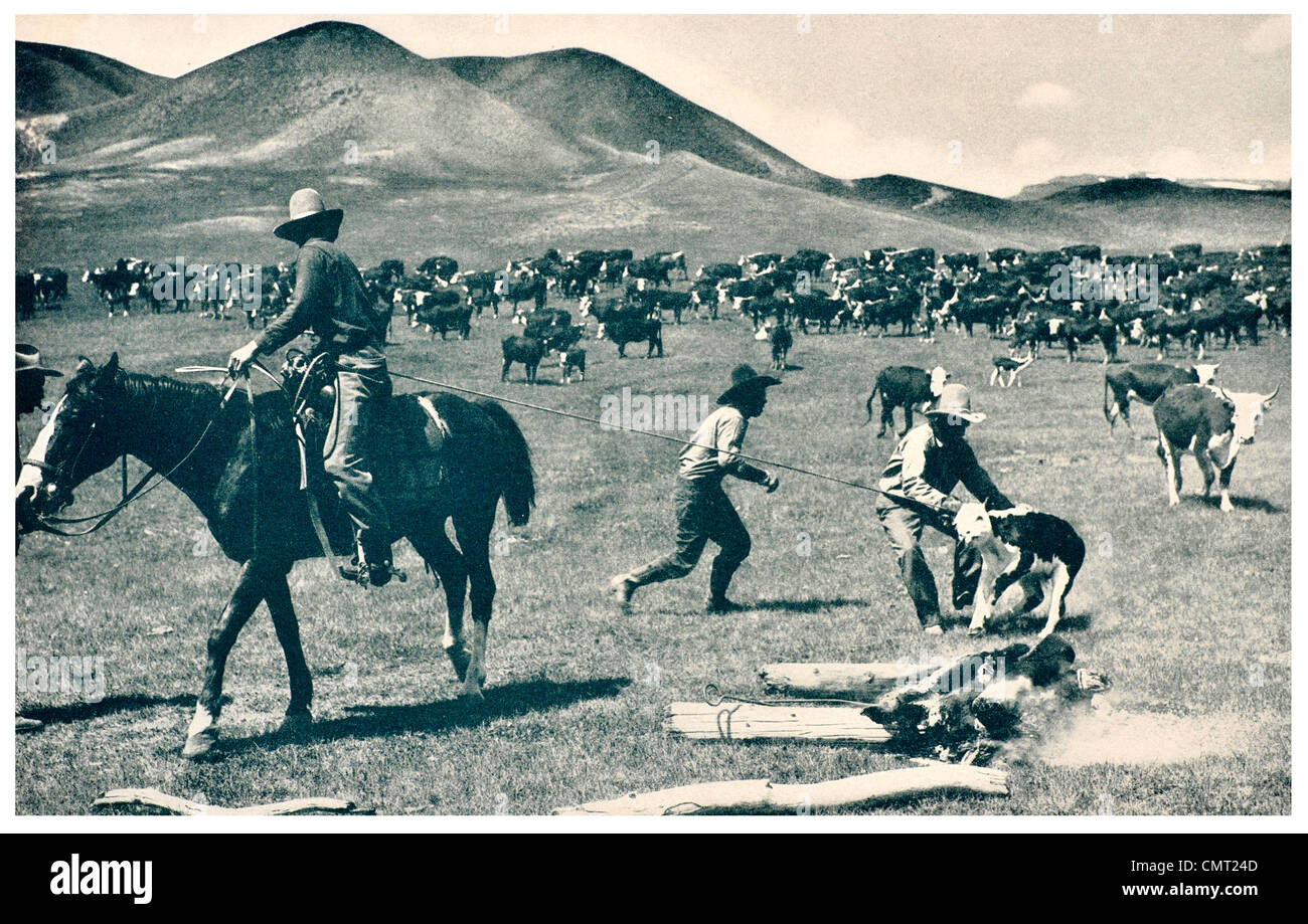 1924-Kalb-Brandeisen lasso-Amerika Stockfoto