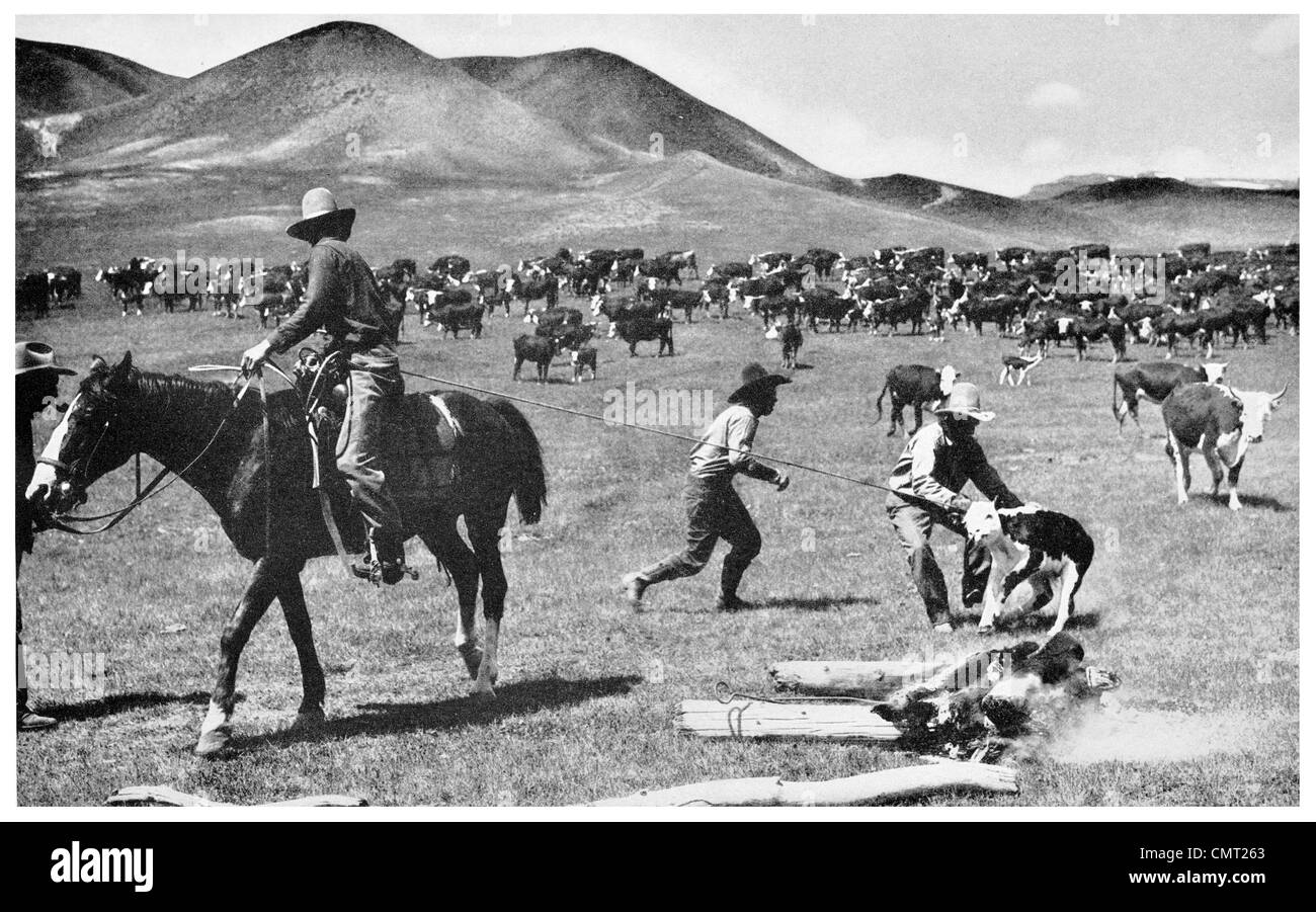 1924-Kalb-Brandeisen lasso-Amerika Stockfoto
