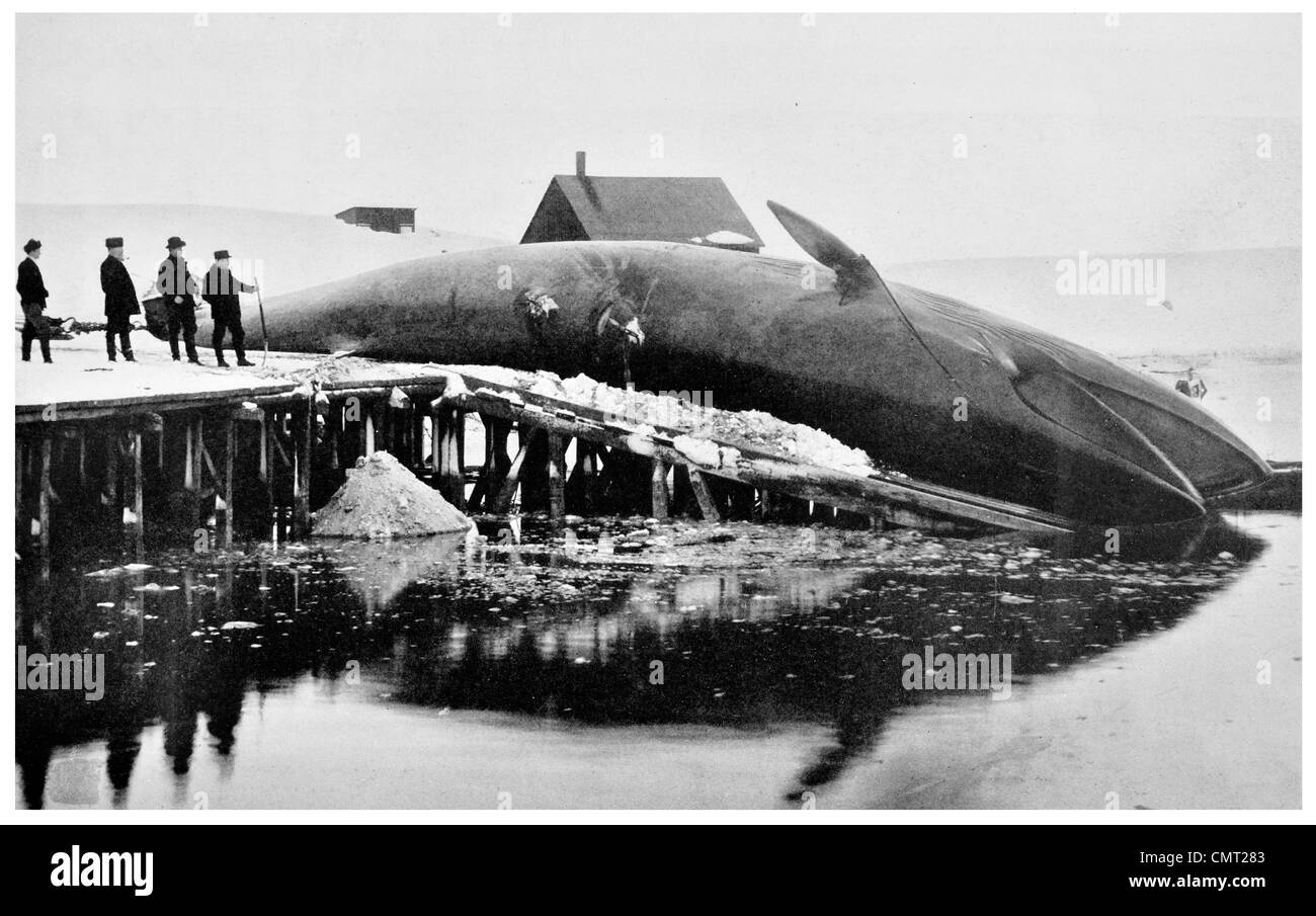 1924 Wal Jagd Big catch Stockfoto