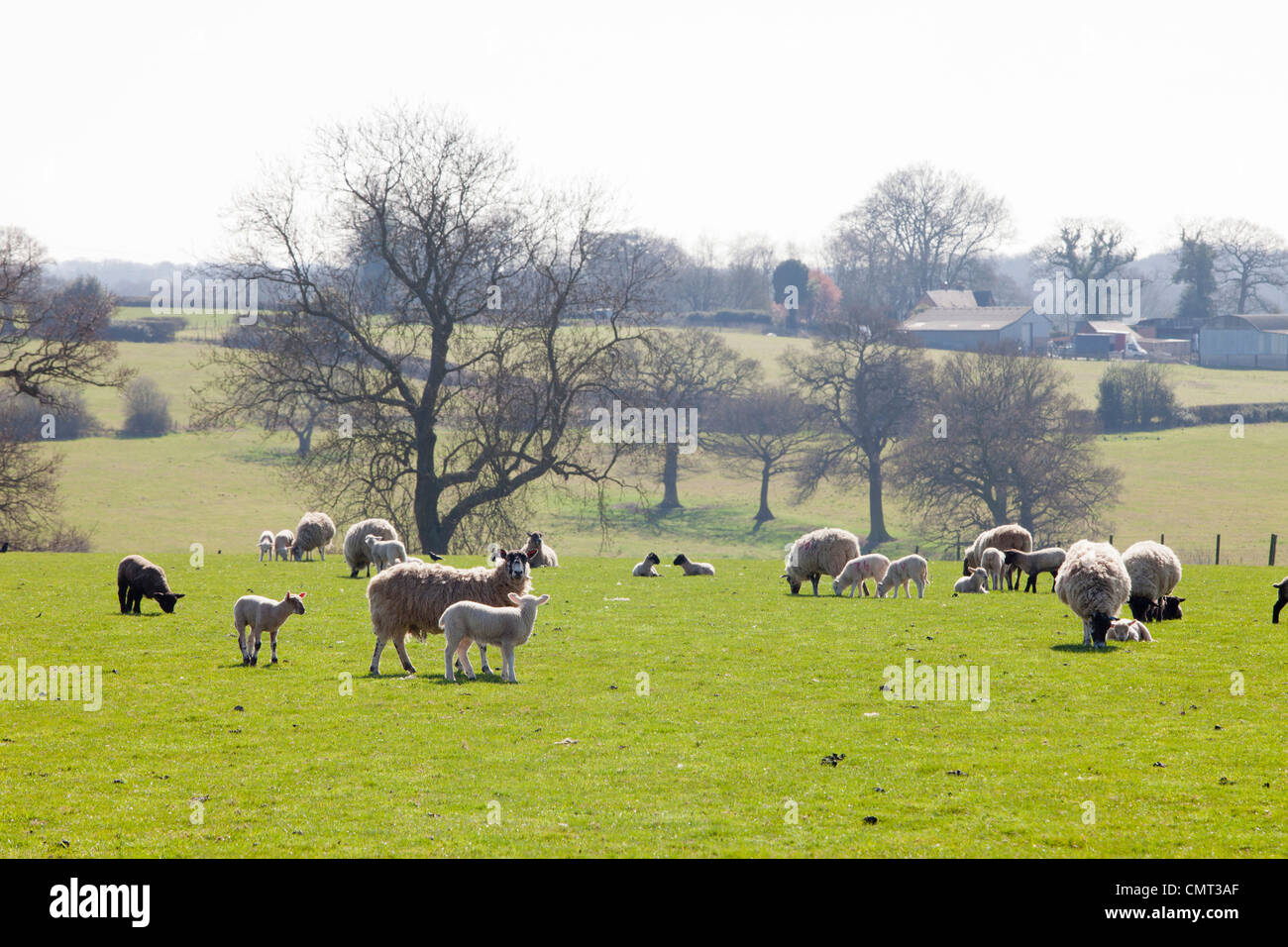 Ackerland in der Nähe von Meriden in Warwickshire, UK. Das Gebiet ist geschützten Grüngürtel, aber droht der Entwicklung Stockfoto