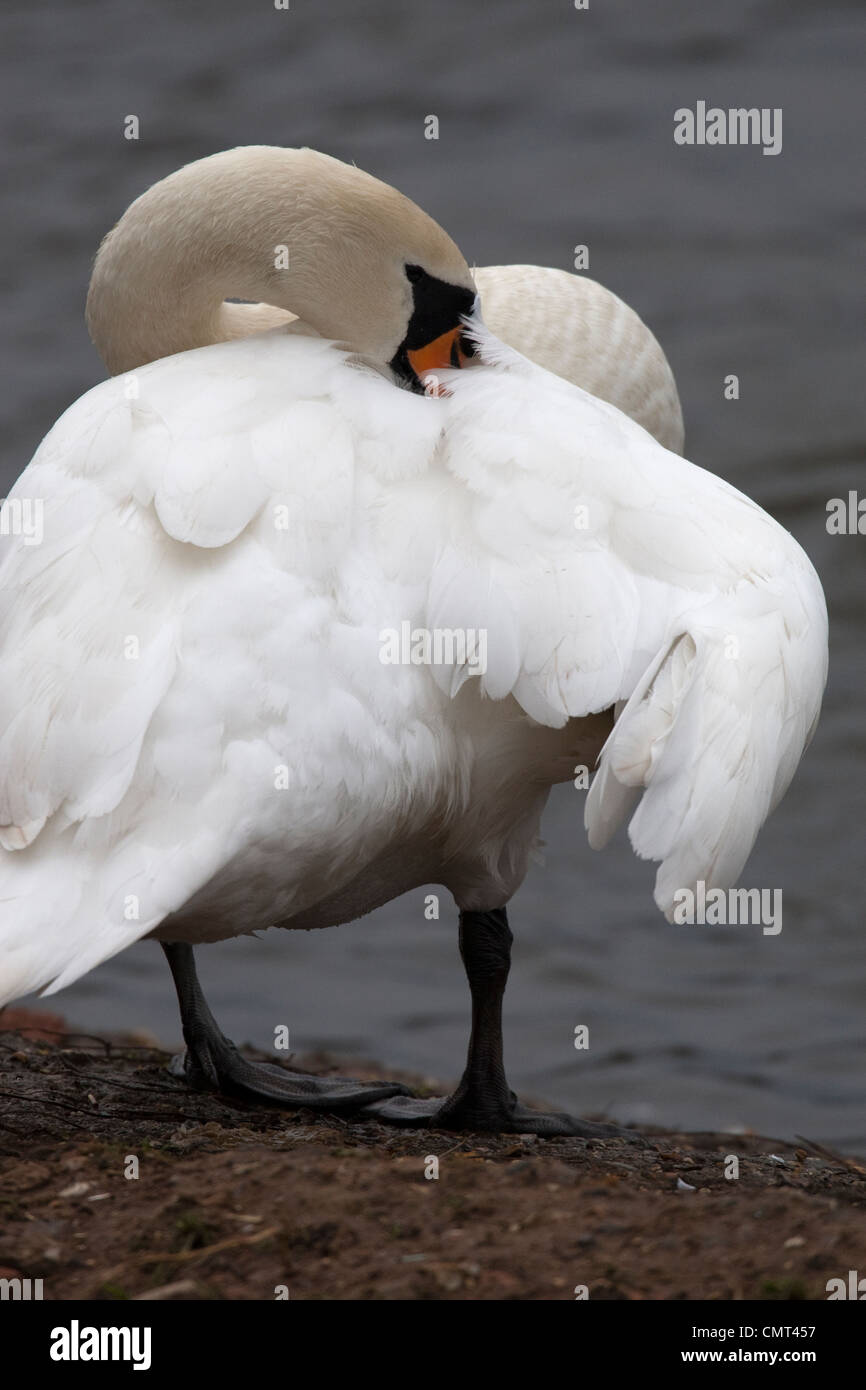 Höckerschwan im Wasser ruhen Stockfoto