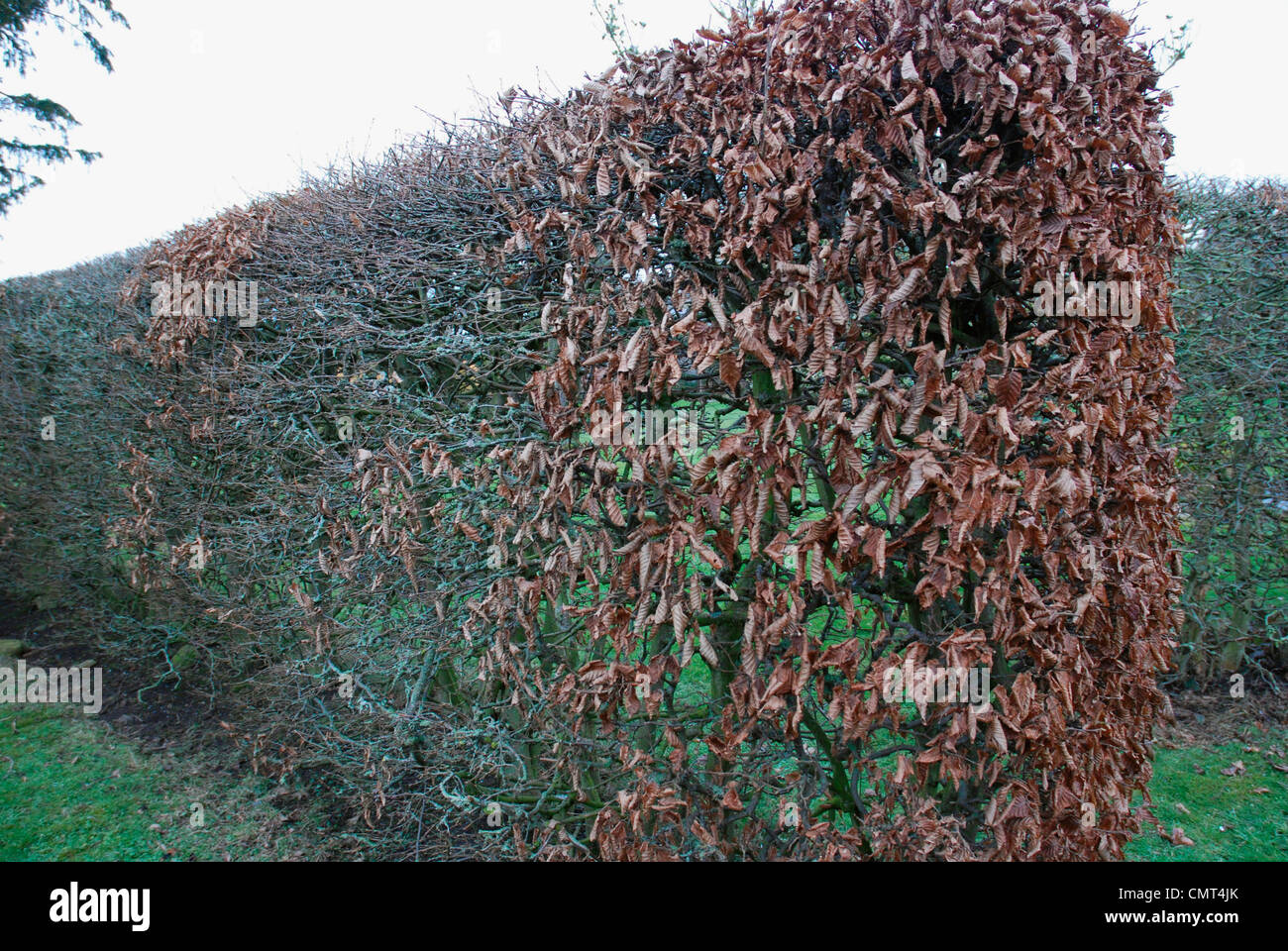 HainbuchenHecke im winter Stockfotografie Alamy