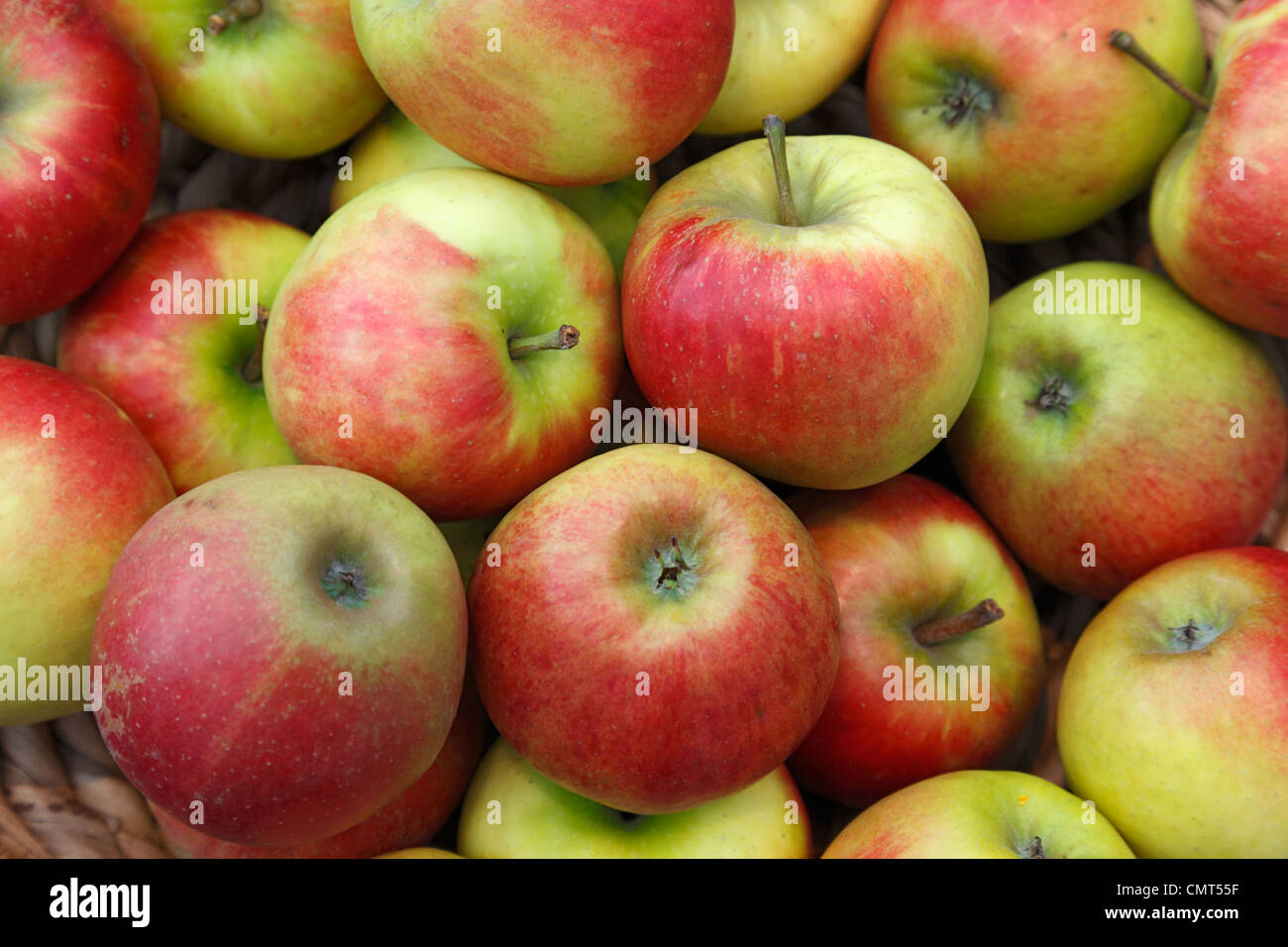 Lebensmittel, Obst, Kernobst, Äpfel Malus Domestica, Berlepsch Stockfoto