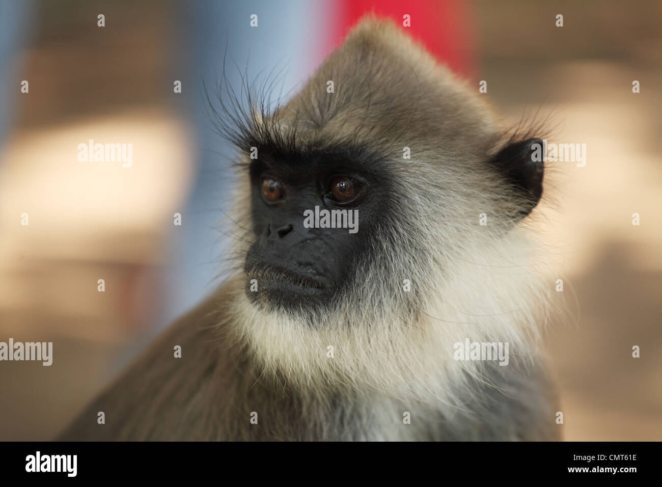 Affengesicht, gemeinsame Languren Stockfoto