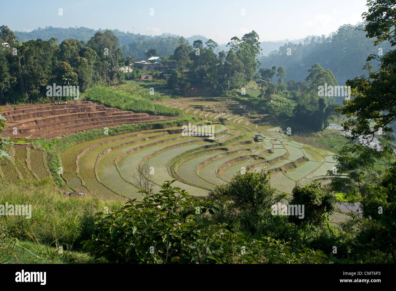 Grüne Reisterrassen an einem Berghang, umgeben von Dschungel und Bäume in Nuwara Eliya Sri Lanka Stockfoto