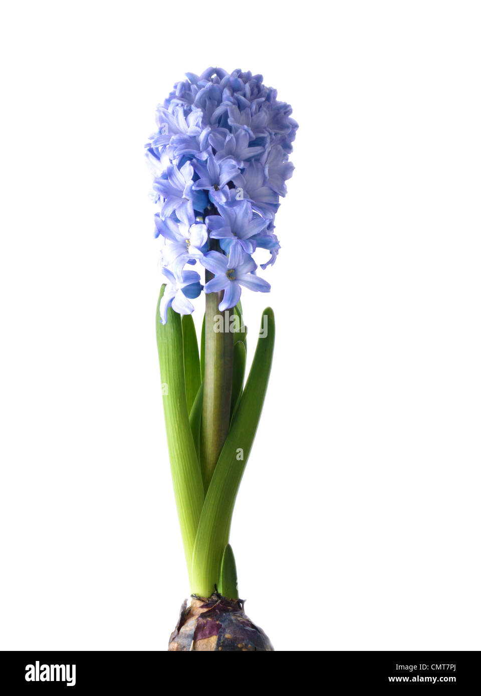 Blaue Hyazinthe auf weißem Hintergrund Stockfoto