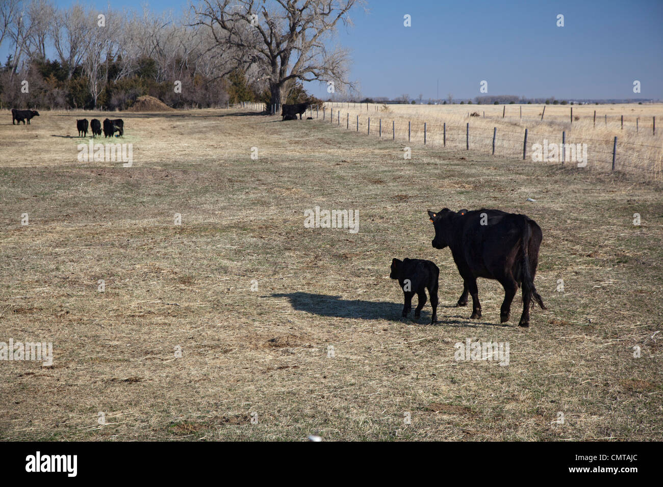 Rinderfarm in Nebraska Territorium Sandhügel wo Keystone XL Öl-Pipeline ist geplant Stockfoto