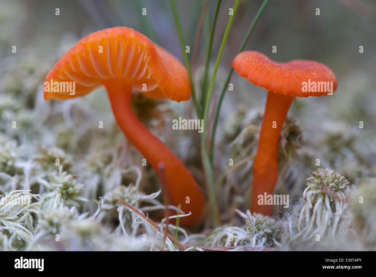 Nahaufnahme von roten Zinnober Waxcap Pilze, Deer Island, Georgian Bay, Ontario, Kanada Stockfoto