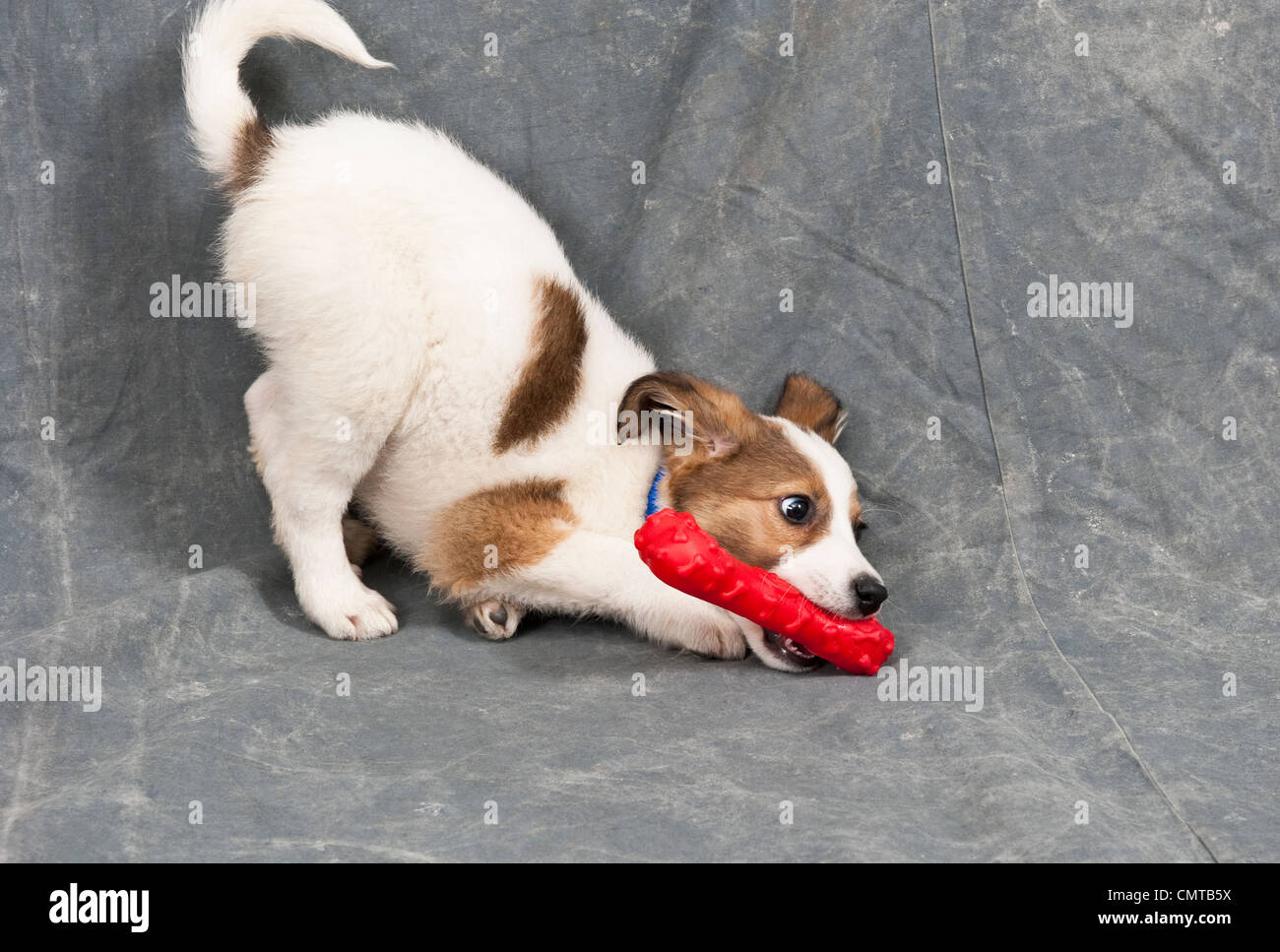 Ein Haustier Hündchen spielen mit einem Spielzeug Stockfoto