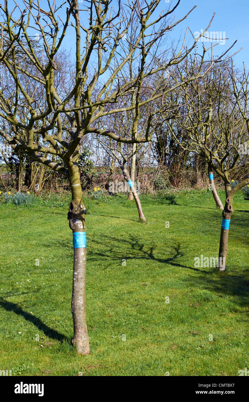 Gut geschnitten Apfelbäume mit Fett Bands (blau) zum Schutz vor Motten Angriffen über den Winter. Stockfoto