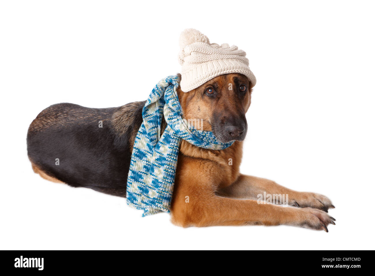 Deutscher Schäferhund mit Winter Hut und Schal isoliert auf weißem Hintergrund Stockfoto