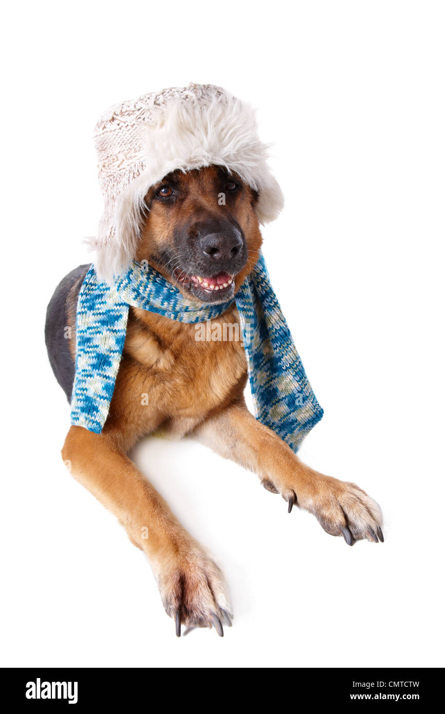 Deutscher Schäferhund mit Winter Hut und Schal isoliert auf weißem Hintergrund Stockfoto