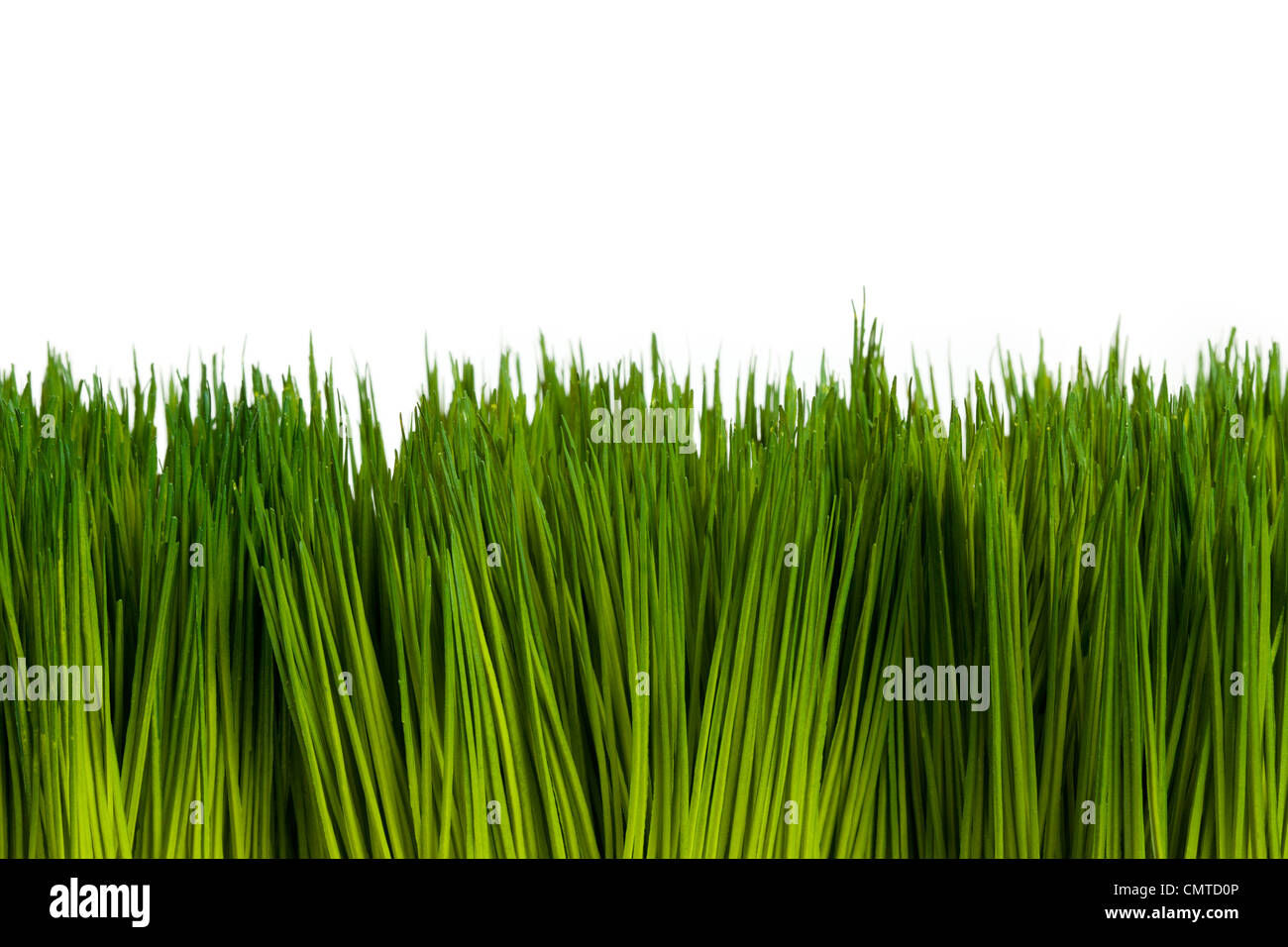 Green Grass mit weißem Hintergrund Stockfoto