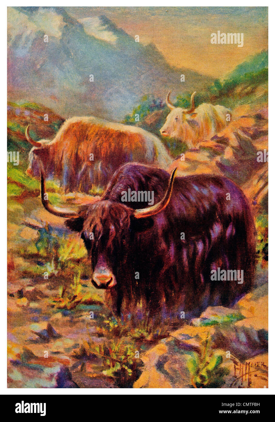 1925 Yak Bos Grunniens Native Wilder Ochse von Tibet Stockfoto