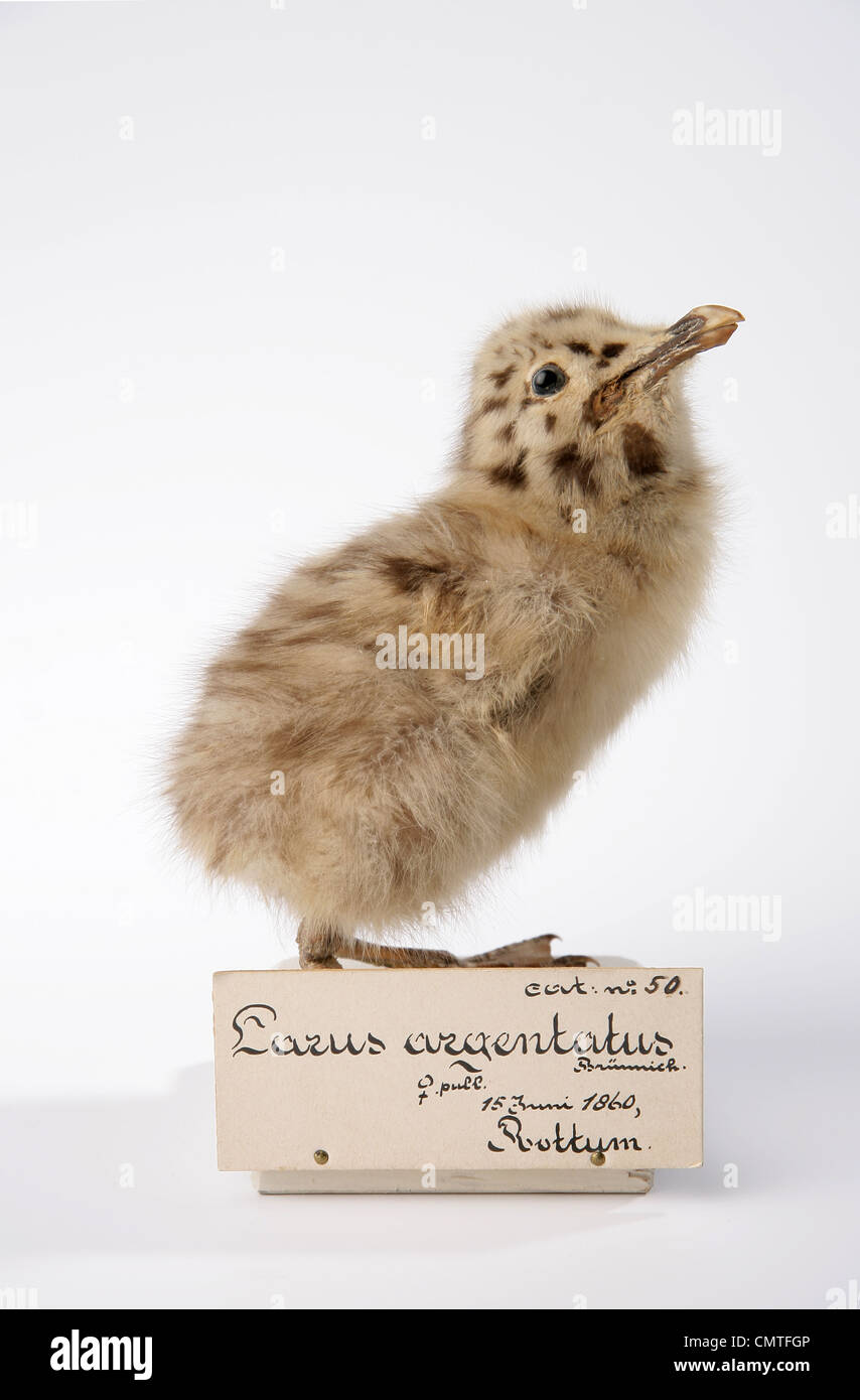 Europäische Heringsmöwe Chick von niko tinbergen Stockfoto