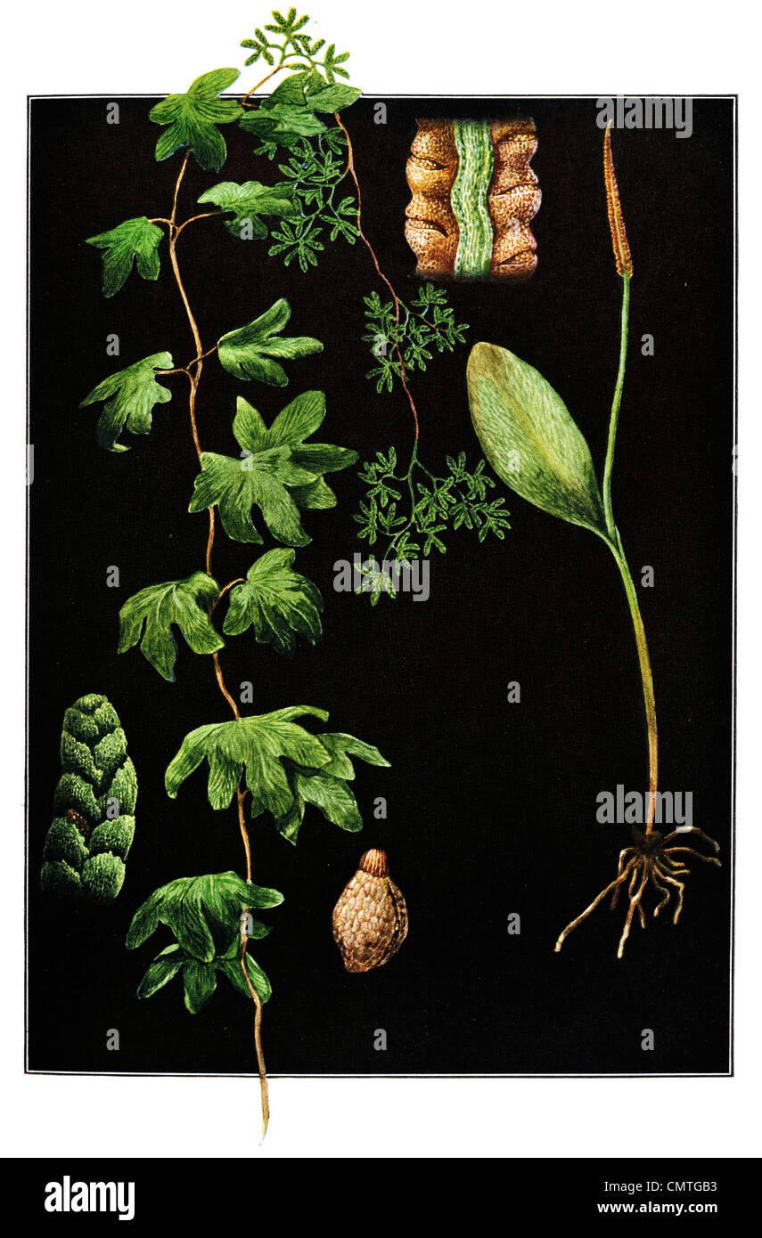Der Addierer Zunge Ophioglossum Vulgatum Klettern Farn Lygodium Palmatum Stockfoto