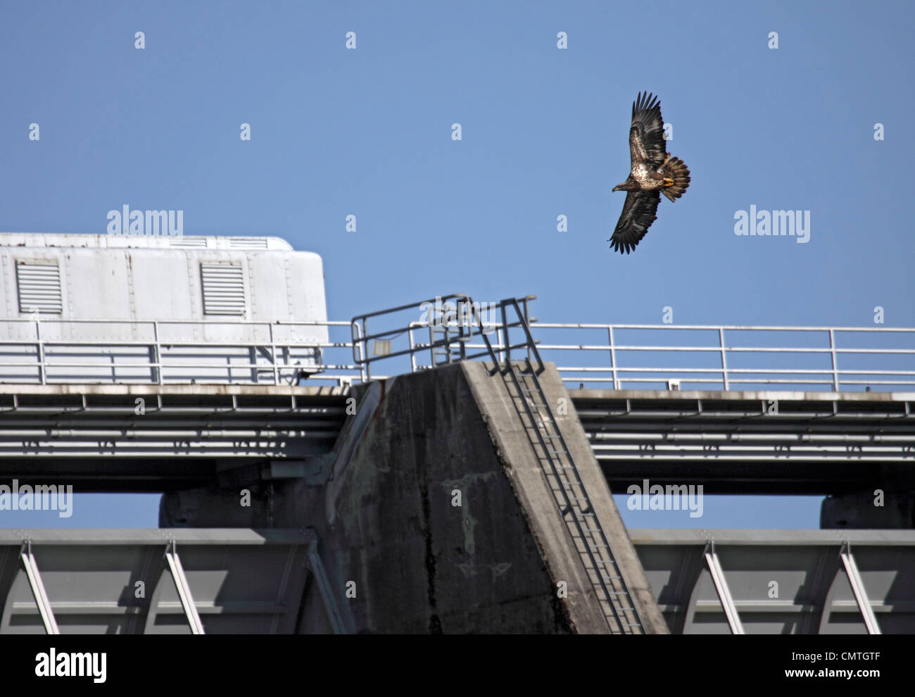 Weißkopf-Seeadler Sub erwachsenen herumfliegen Douglas Damm in Tennessee Stockfoto