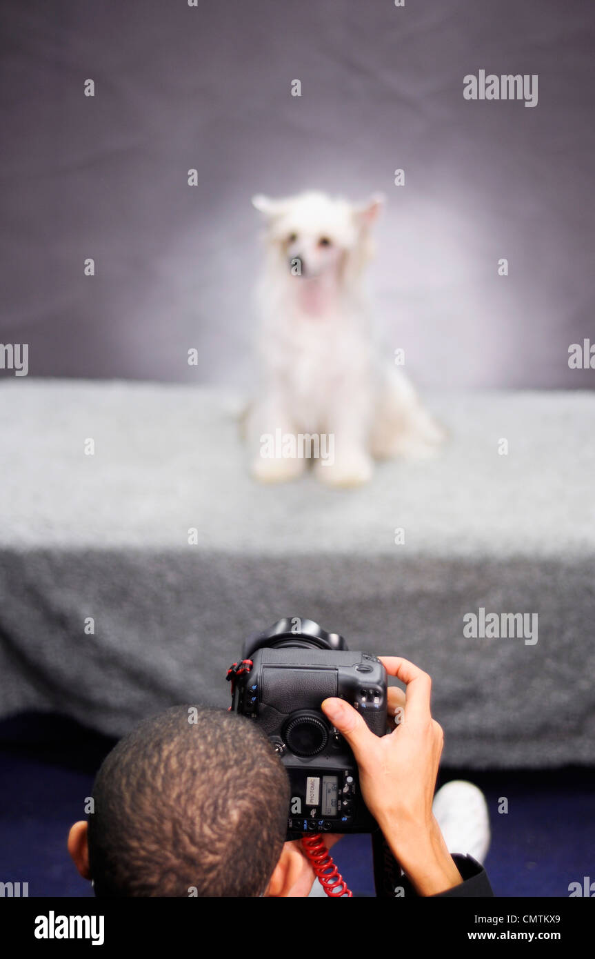Jungen nehmen Foto des Hundes Stockfoto