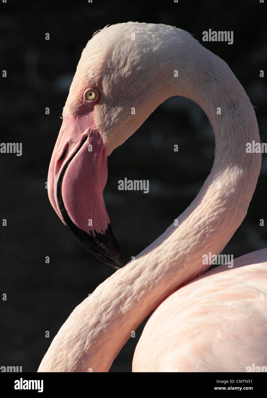 Blick auf den langen Hals der Flamingo zu schließen. Stockfoto