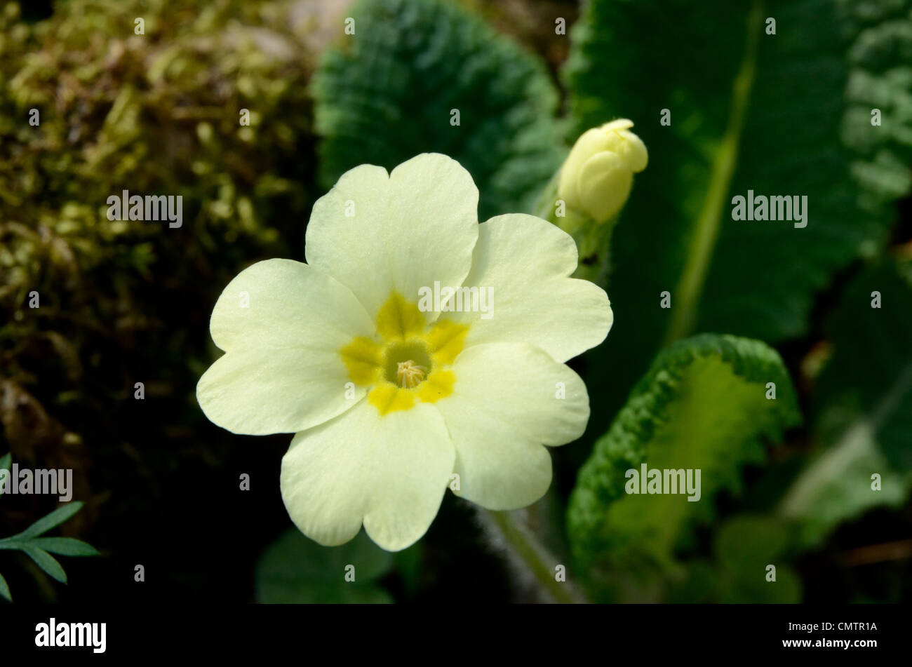 Nahaufnahme von wilde Primel (Pin Art Blume) mit Blättern und ungeöffneten Blütenknospe im Hintergrund Stockfoto