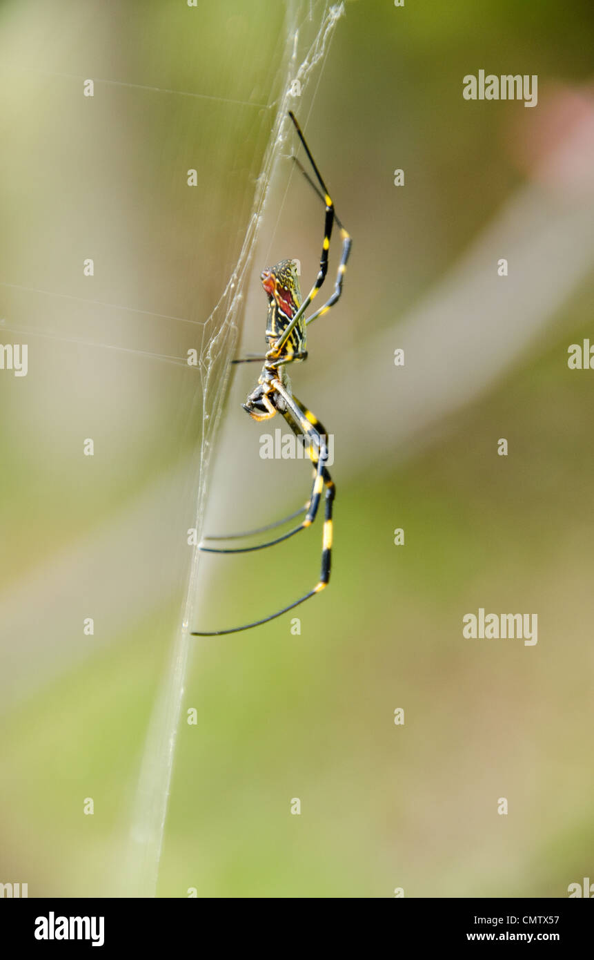 Weibchen von einem goldenen Seide orb-weaver Spider, nephila clavata auf dem Net Stockfoto