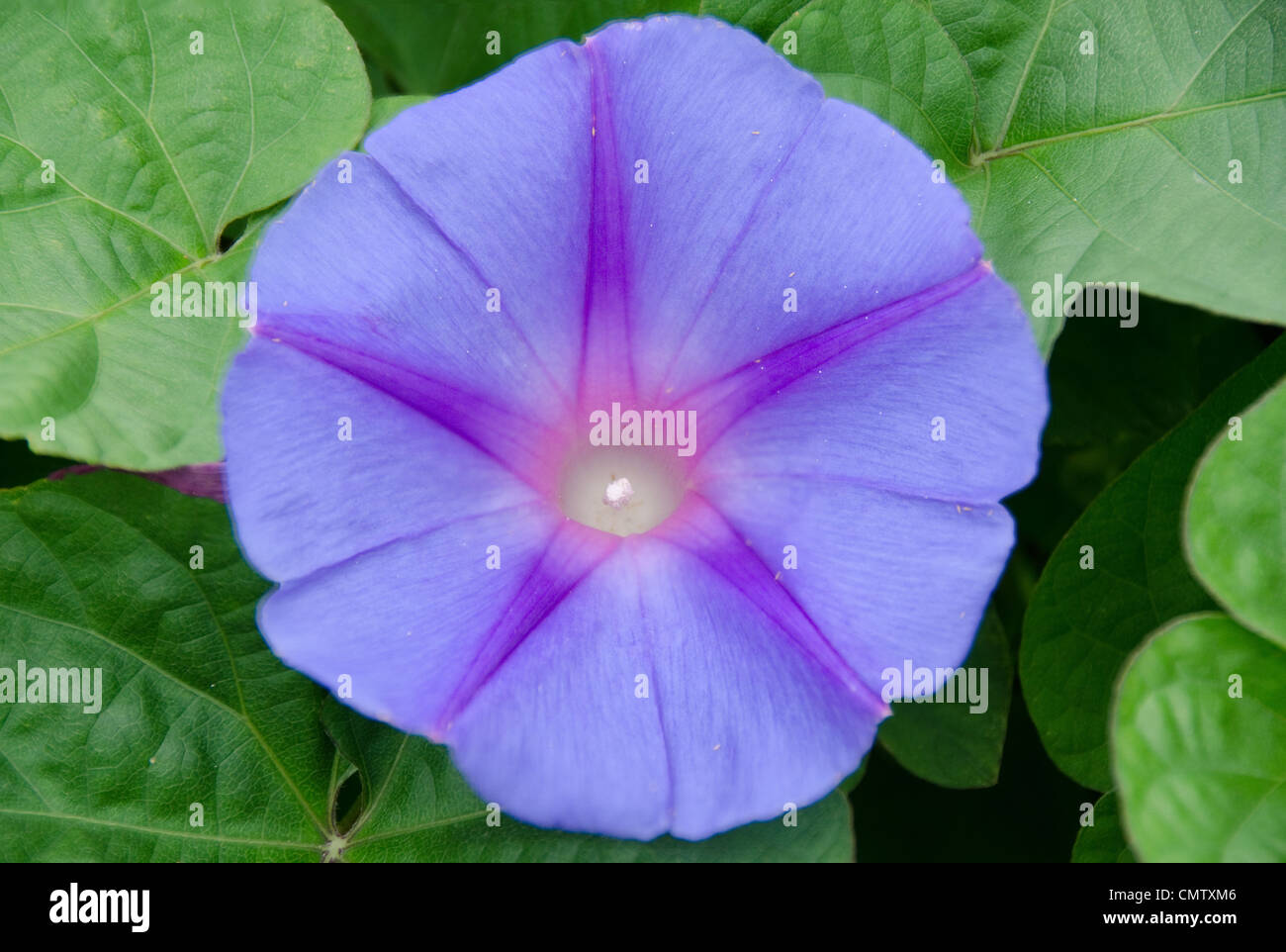 Blume eines Lila convolvulus vor grünem Hintergrund Stockfoto