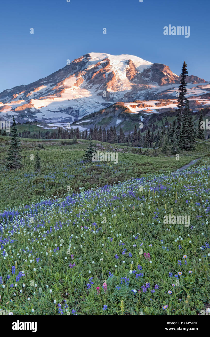 Die Wonderland Trail führt durch Washingtons Mount Rainier Nationalpark und Mazama Ridge Wiesen im Sommer blühen. Stockfoto