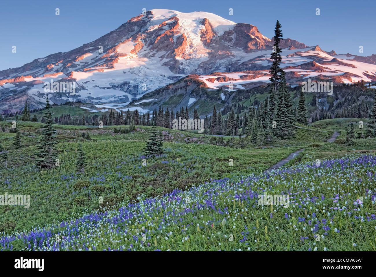 Die Wonderland Trail führt durch Washingtons Mount Rainier Nationalpark und Mazama Ridge Wiesen im Sommer blühen. Stockfoto
