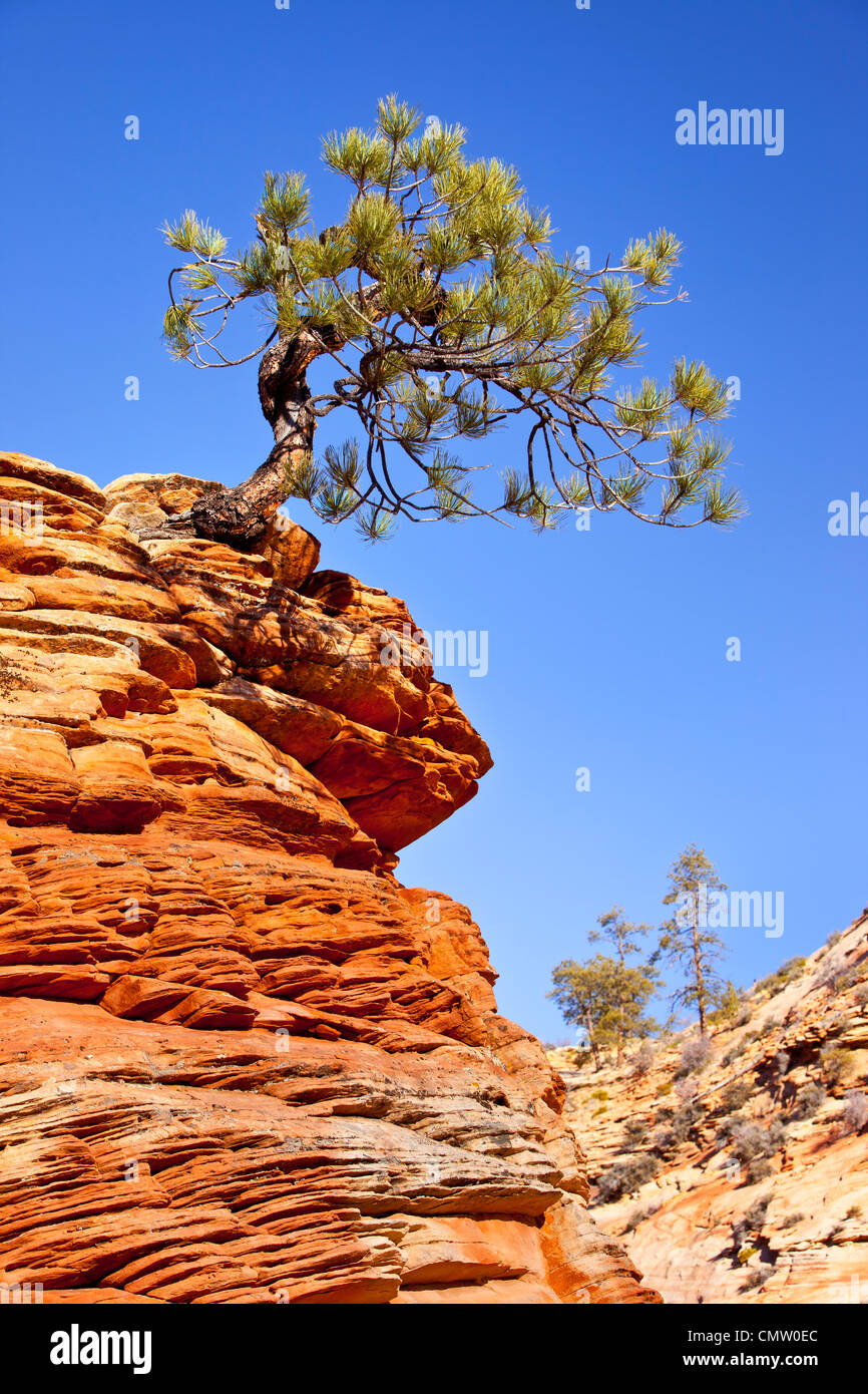 Eine sehr entschlossen Ritzel-Kiefer wächst von oben eine Sandsteinformation, Zion Nationalpark, Utah, USA Stockfoto