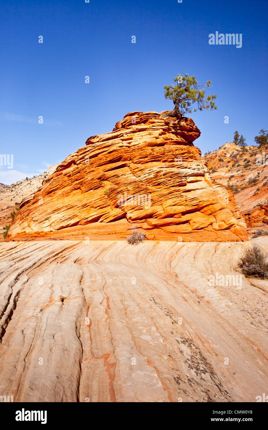 Eine sehr entschlossen Ritzel-Kiefer wächst von oben eine Sandsteinformation, Zion Nationalpark, Utah, USA Stockfoto