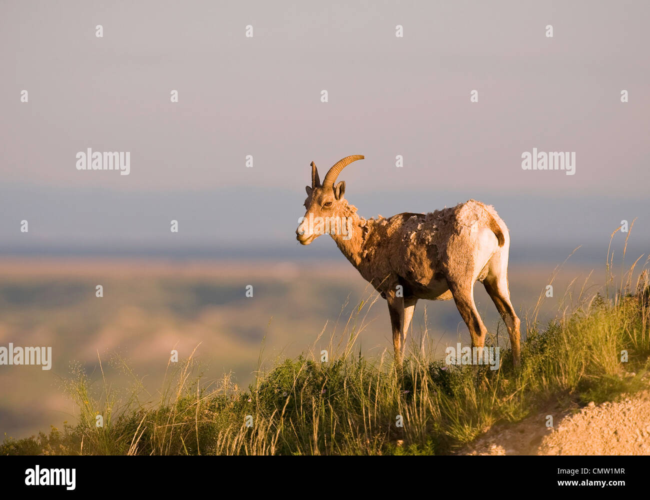 Big Horn Schafe (Ovis Canadensis) in Badlands Nationalpark, South Dakota, USA. Sommer. Wild Stockfoto