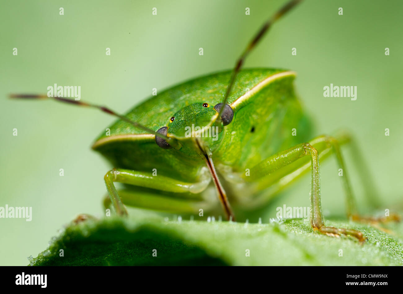 Nezara Viridula, südlichen grünen Stink Bug oder grüne Gemüse Bug, eine gemeinsame Schädling von Sojabohnen und Hülsenfrüchten. Stockfoto