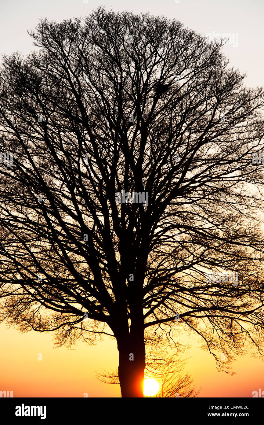 Quercus. Eiche Baum Sonnenuntergang Silhouette in der englischen Landschaft Stockfoto