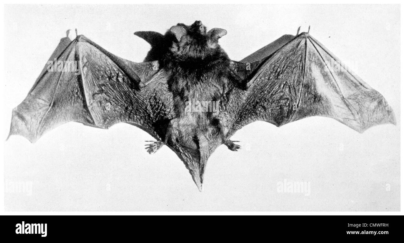 Große braune Fledermaus Eptesicus Fuscus Slaughter Canyon in der Nähe von Carlsbad Cavern-USA Stockfoto