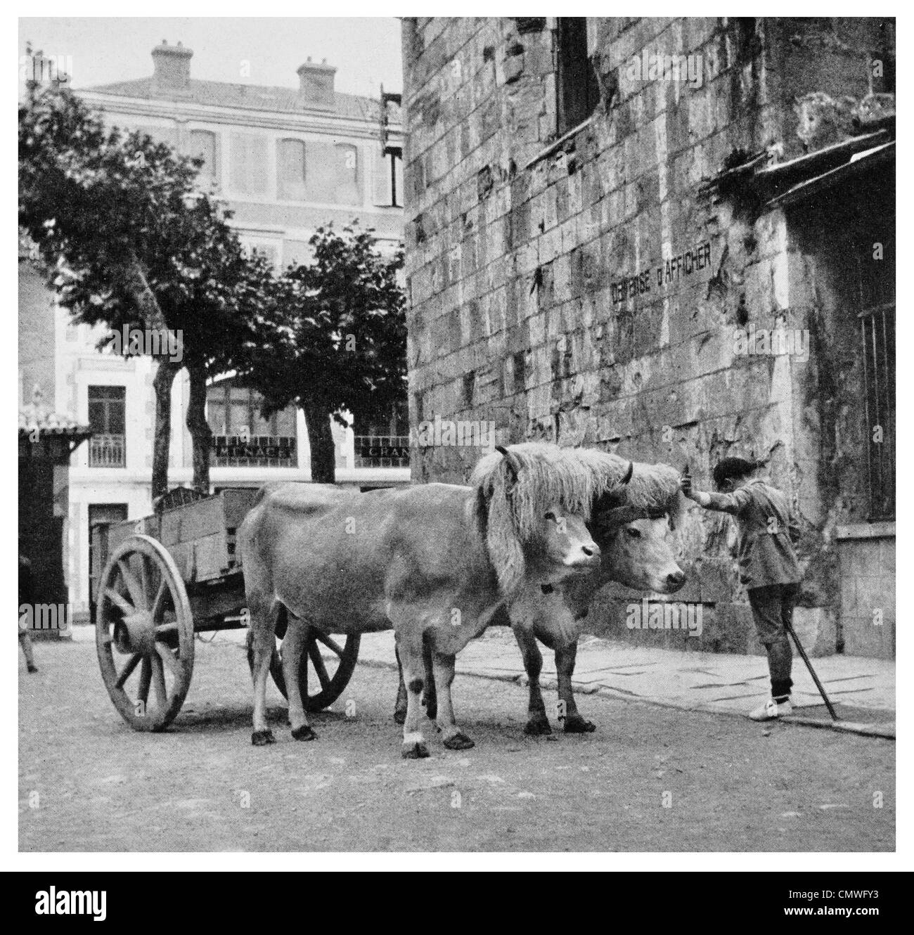 1925 Pyrenäen Rinder Warenkorb Stockfoto