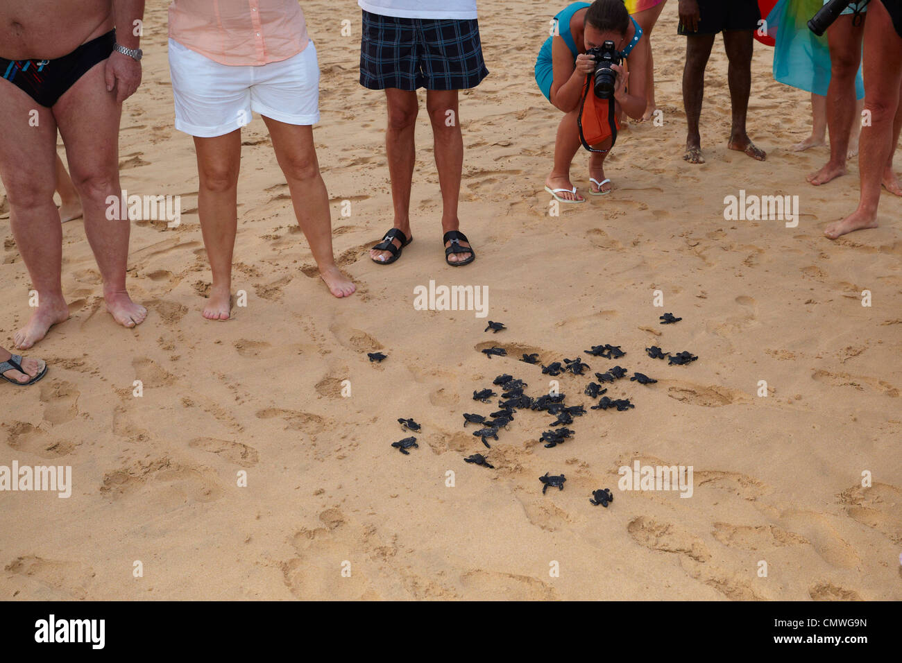 Sri Lanka - Koggala Beach, Dorf in der Nähe von Galle, junge Schildkröten Brüterei realisiert in den Ozean Stockfoto
