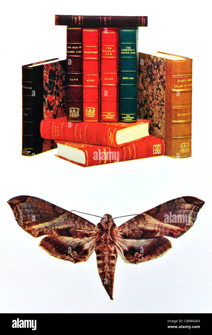 Motten fliegen Buch Bücher Literatur schwer Sie das rückseitige cover Stockfoto
