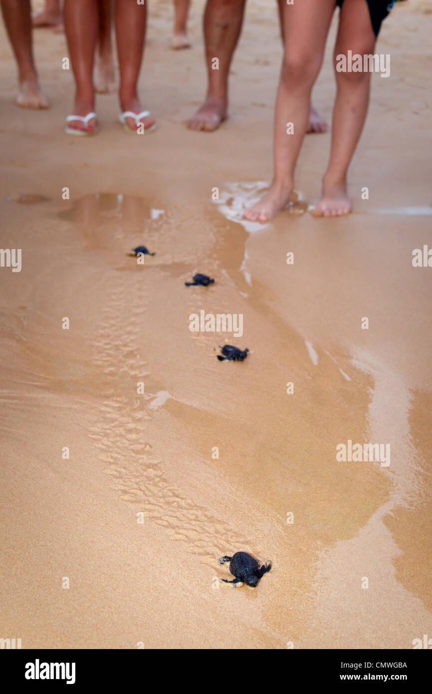 Sri Lanka - Koggala Beach, Dorf in der Nähe von Galle, junge Schildkröten Brüterei realisiert in den Ozean Stockfoto