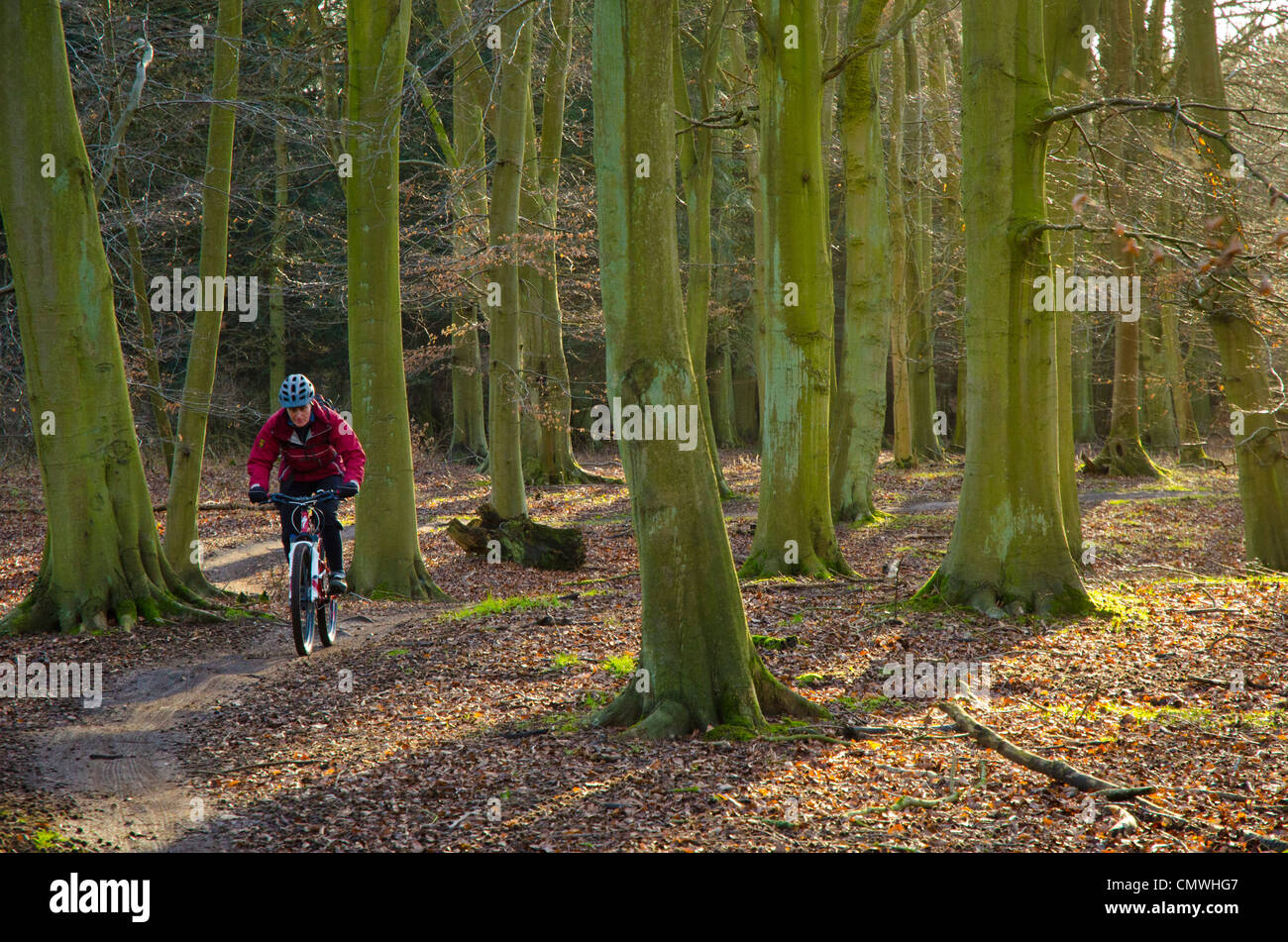 Weibliche Mountainbiker auf den "Roten" Weg in Thetford Forest an der Norfolk-Suffolk-Grenze Stockfoto