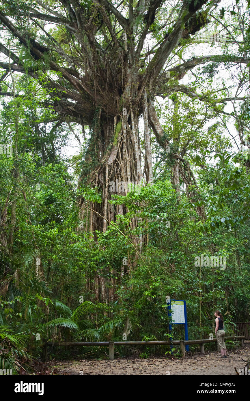 Die Kathedrale Feigenbaum - eine 500 Jahre alte, riesige Würgefeige in Curtain Fig Nationalpark, Yungaburra, Queensland, Australien Stockfoto