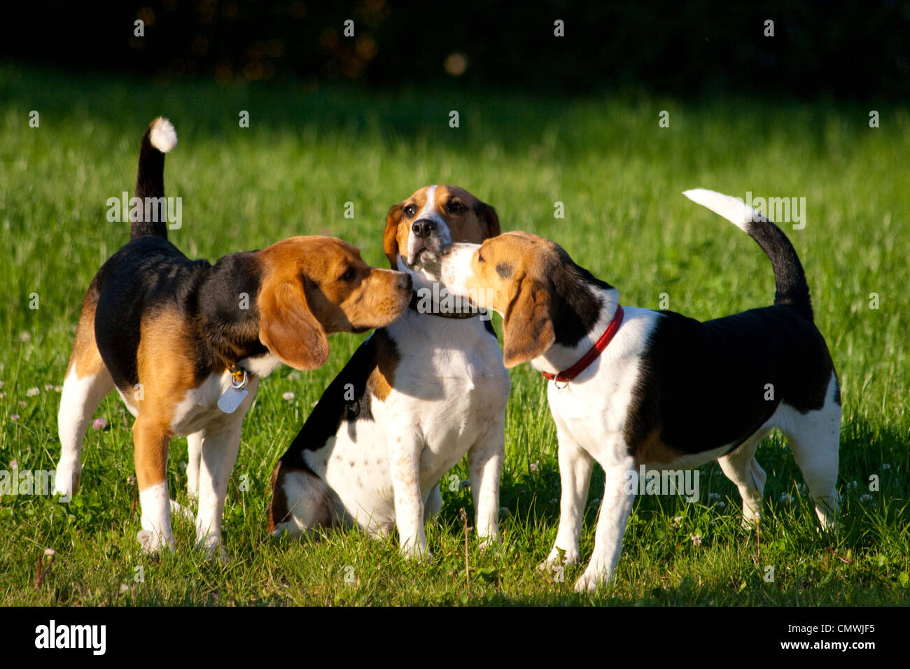 Beagle Hunde Stockfoto