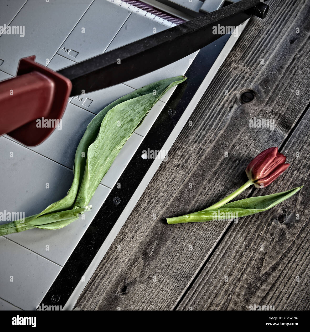 eine Tulpe ist durch eine Schneidemaschine durchtrennt. Stockfoto