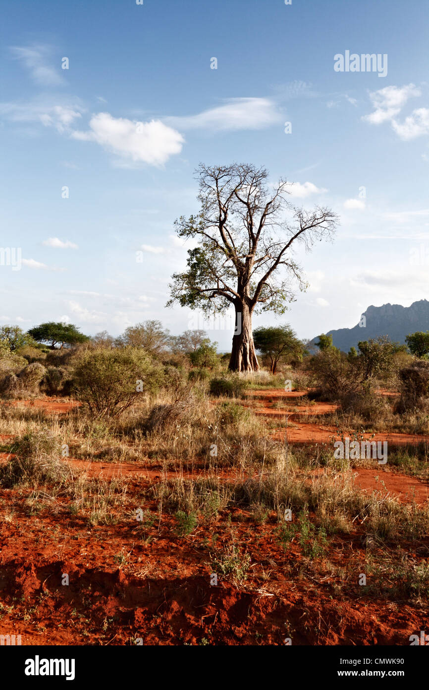 Afrikanischer Affenbrotbaum Stockfoto