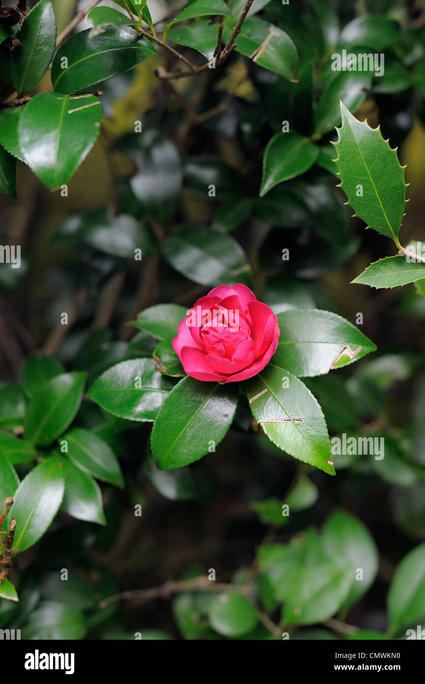 Japanische rose -Fotos und -Bildmaterial in hoher Auflösung – Alamy