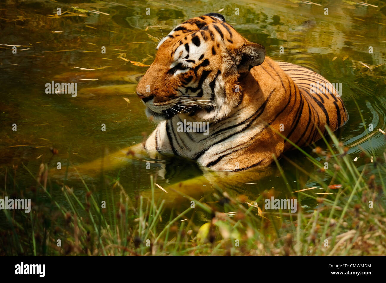 Tiger im Wasser Stockfoto