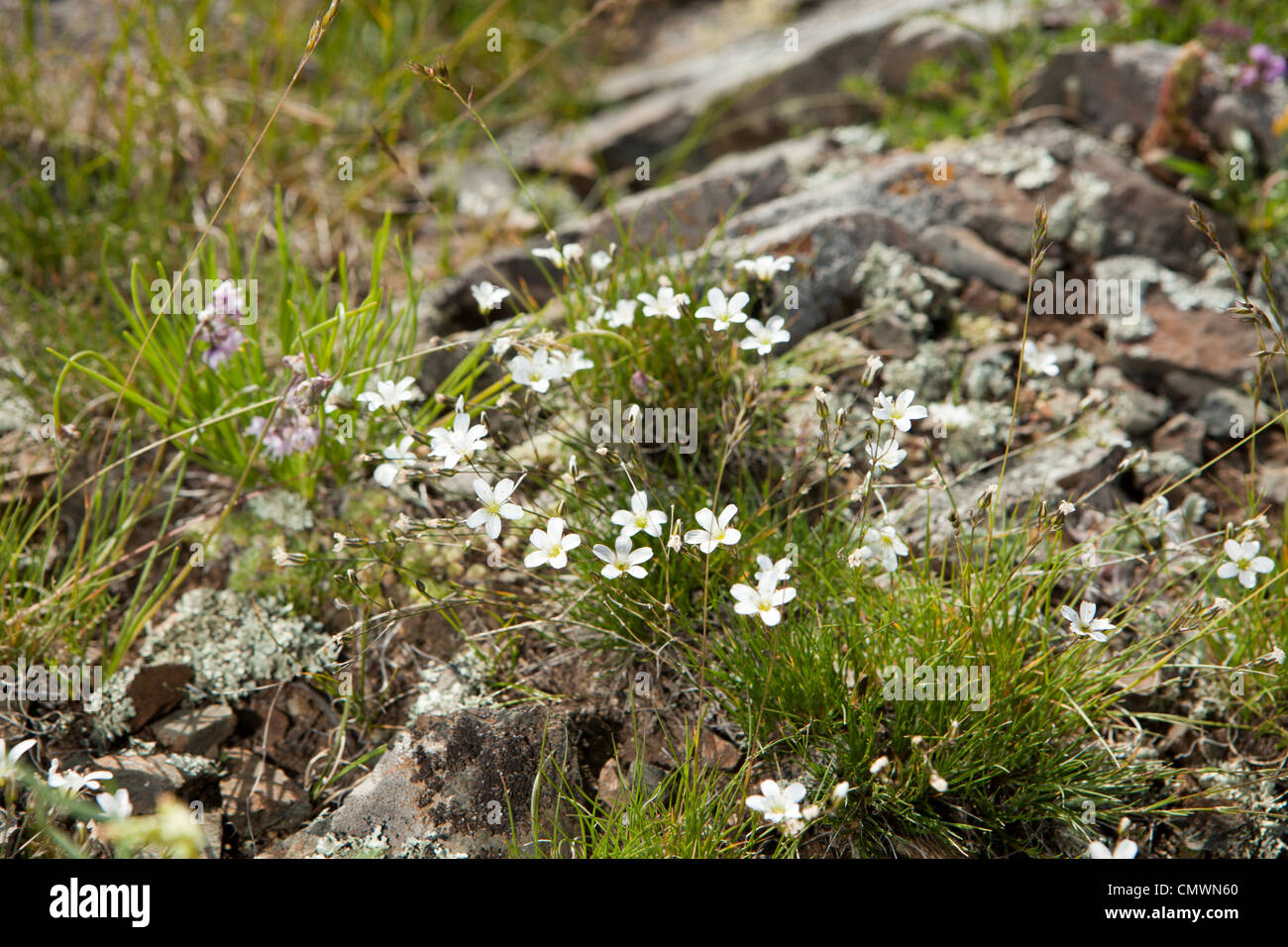 Wildling Blume in Great White Lake (Terkhiin Tsagaan Nuur), Mongolei Stockfoto