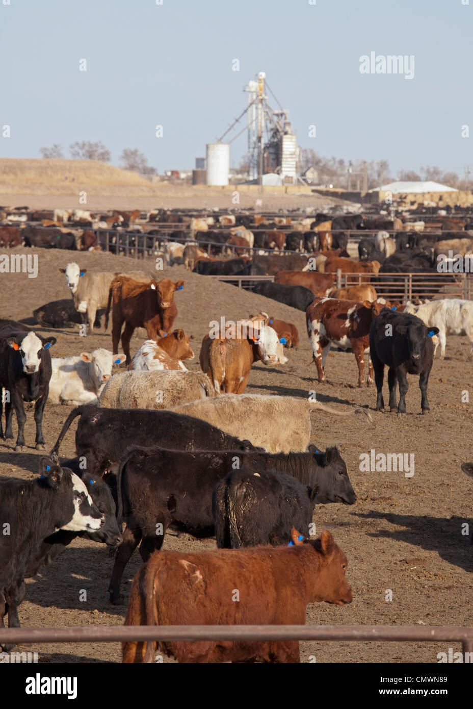 Greeley, Colorado - Vieh auf die Horton Feedlot. Stockfoto