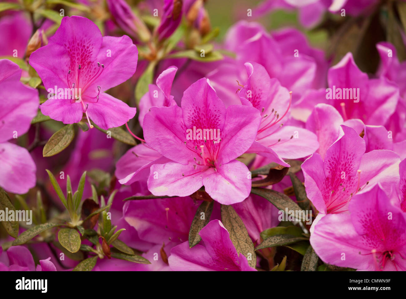 Gruppe von Azalea Blumen blühen im Garten Stockfoto